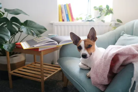 a dog lying on a couch