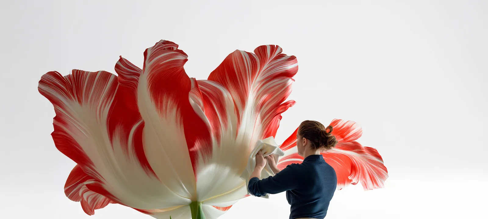 Woman cleaning or examining a giant red and white striped tulip flower in a bright studio setting.